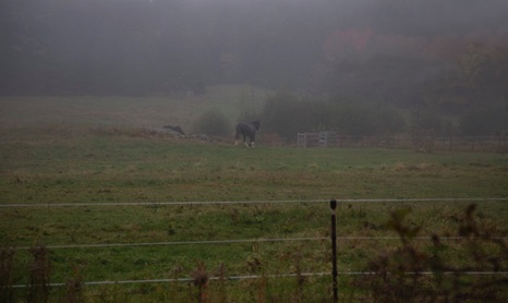 Clydesdale in the Mist - NHP256 Clydesdale in the Mist - NHP256